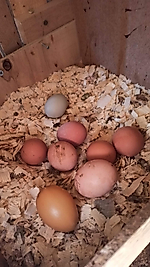 Doğal köy yumurtası 30 adet